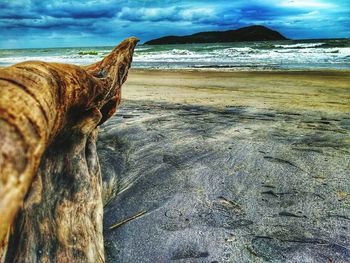 Close-up of driftwood on beach