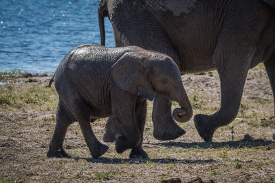 African elephant calf walking in forest with its mother