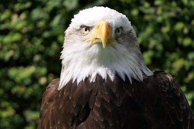 Close-up of eagle against trees