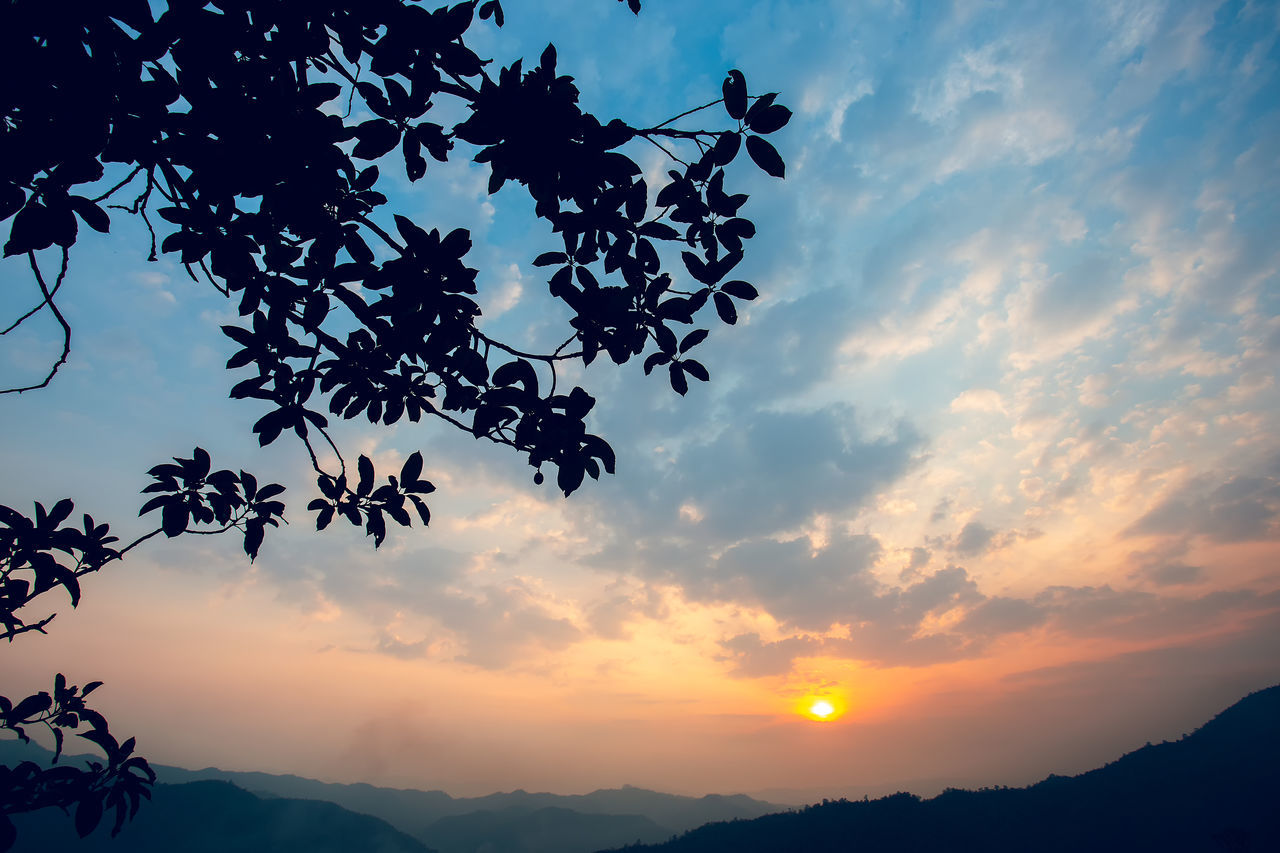 LOW ANGLE VIEW OF SILHOUETTE TREES AGAINST SKY DURING SUNSET