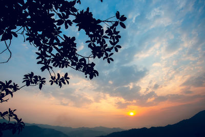 Low angle view of silhouette tree against sky during sunset