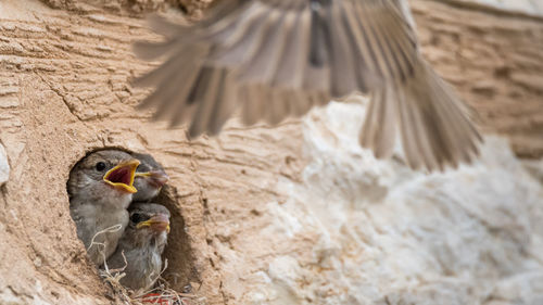 View of birds in nest