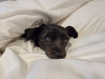 Portrait of dog on bed