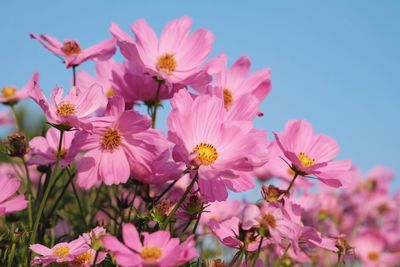 Close-up of pink cosmos flowers against clear sky