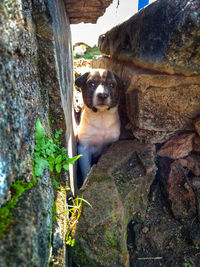 Portrait of dog by trees against sky