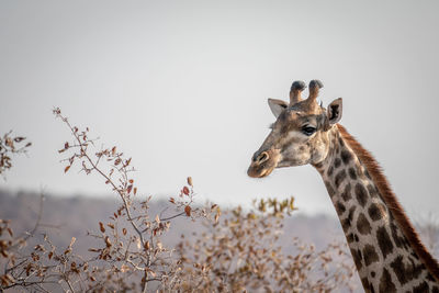 Side view of giraffe against clear sky