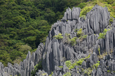 Panoramic view of rocks and trees in forest