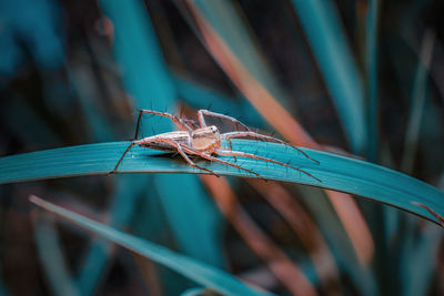 Close-up of insect on leaf