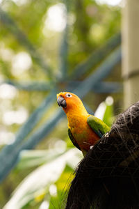 Close-up of bird perching on branch