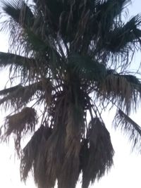 Low angle view of coconut palm tree against sky