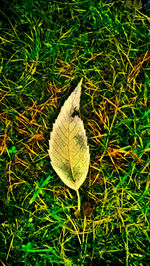 Close-up of leaves on field