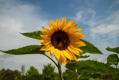 Close-up of sunflower