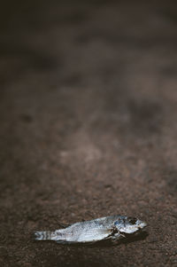 Close-up of lizard on sand