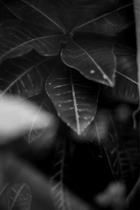 Macro shot of leaves