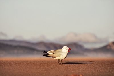 Close-up of seagull perching on sand at beach