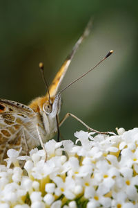 Close-up of butterfly on flower