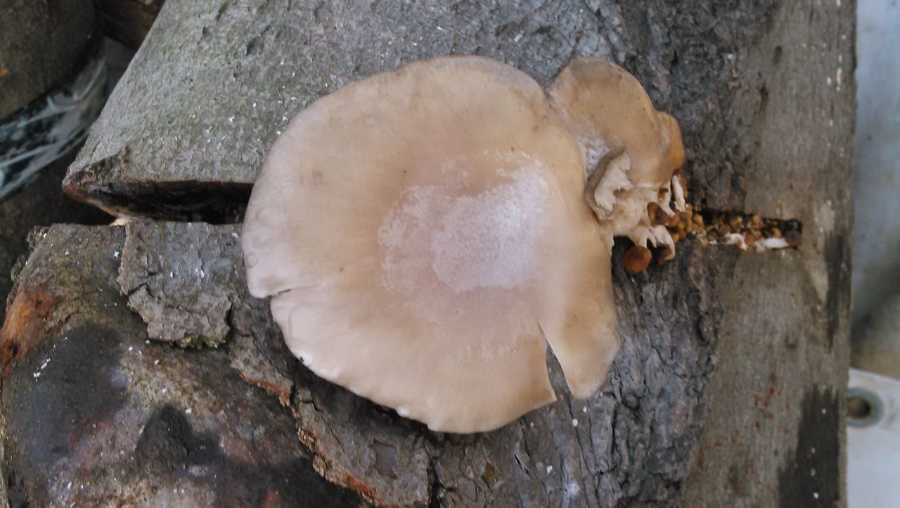 HIGH ANGLE VIEW OF MUSHROOMS