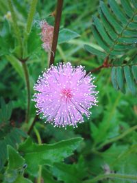 Close-up of purple flower blooming outdoors