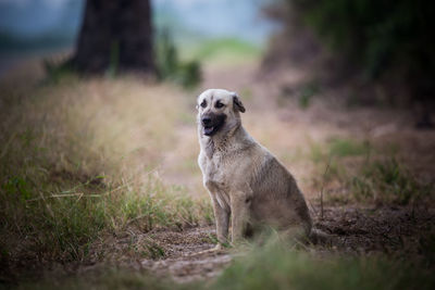 Portrait of dog on field