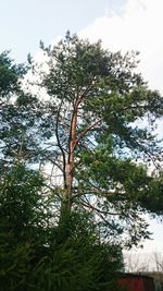 Low angle view of trees against sky