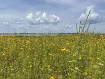 Scenic view of oilseed rape field against sky