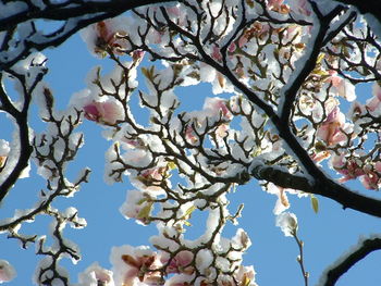 Low angle view of cherry tree