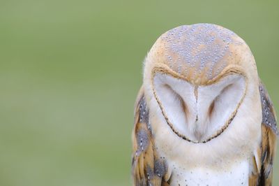 Close-up of a owl