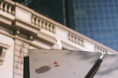 Close-up of bird perching on wall