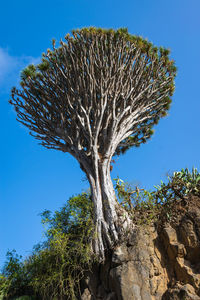 Low angle view of tree against clear blue sky