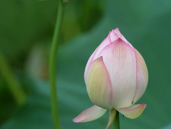 Close-up of pink lily