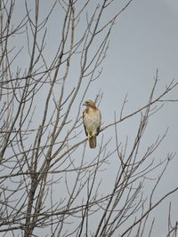 Low angle view of bird on bare tree against clear sky