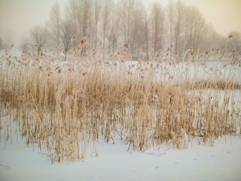 Close-up of snow