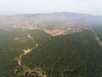 High angle view of agricultural field