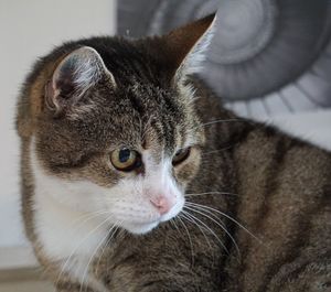 Close-up portrait of a cat