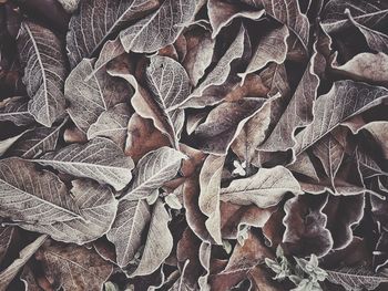 Full frame shot of dry leaves