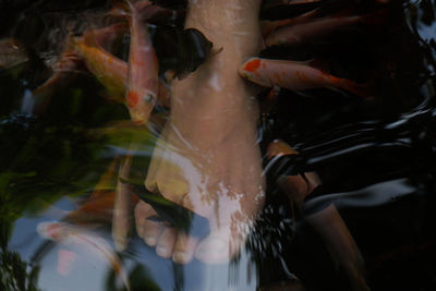 Close-up of koi fish in water