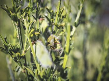 Close-up of honey bee on plant