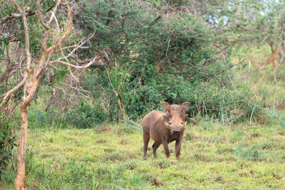 Warthog, phacochoerus africanus, national parks of uganda