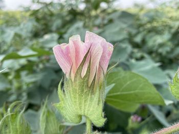 Close-up of pink flowering plant