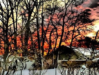 Bare trees against sky at sunset