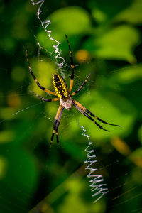 High angle view of spider on web at vegetable garden