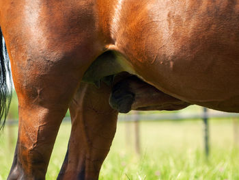 Horse feeding on foal on