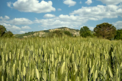 Scenic view of agricultural field against sky