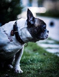 Black dog looking away