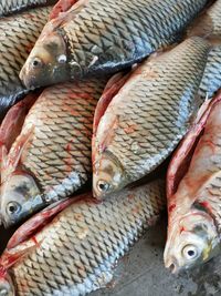 High angle view of fish for sale in market