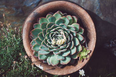 High angle view of succulent plant on field