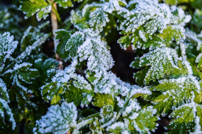 Close-up of frozen plants during winter