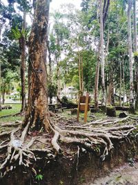 Trees growing in forest