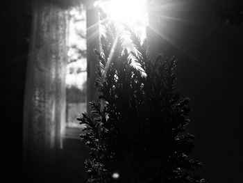 Close-up of tree against sky