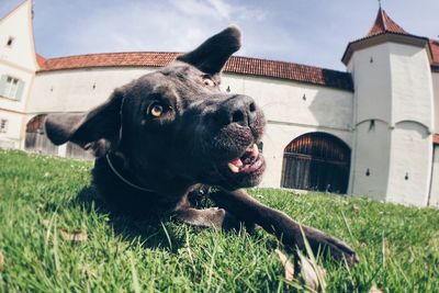 Dog standing on grassy field